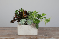 Houseplant