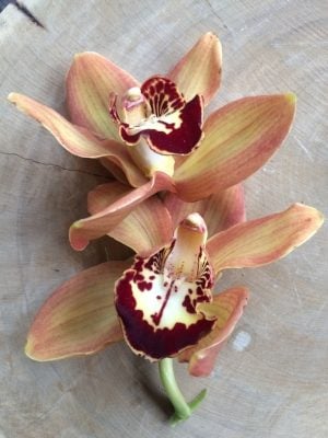 Cymbidium Orchids in "Charlie Brown."