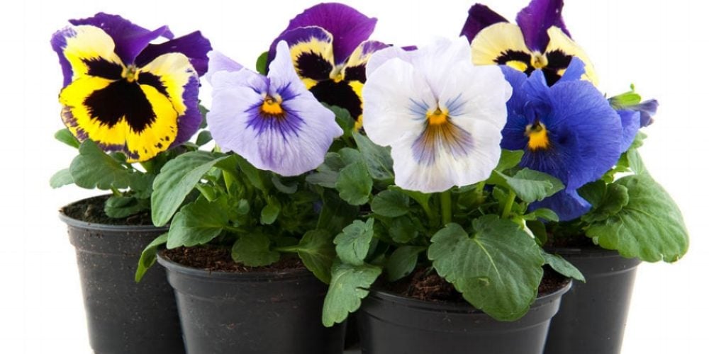 Pansies.jpg