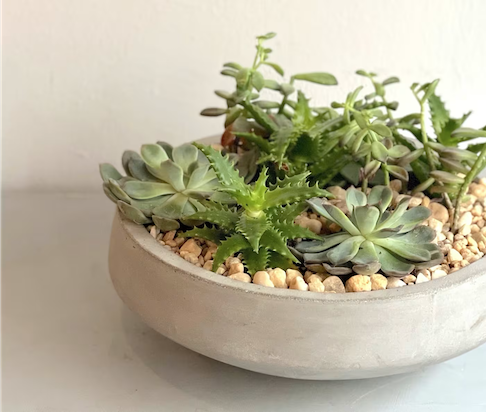 Succulent Gardening & Caring For Plants Class